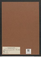 Nitzschia gracilis Hantzsch (de-Toni-Nr.: Genus 47, Species 2124) Zeichnungen Sammlung Grunow Mappe 02245 (Herbarium_W_Grunow_drawings_Folder_02245)